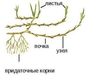 Рассмотрите рисунок 1 2 с изображением видоизменения корня растения как называют