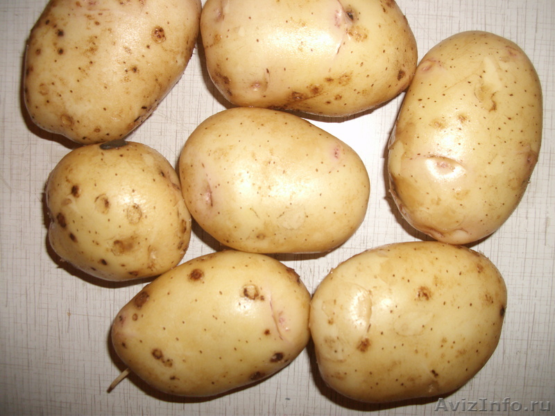 Джелли картофель характеристика отзывы. Сорт картофеля Фелокс.